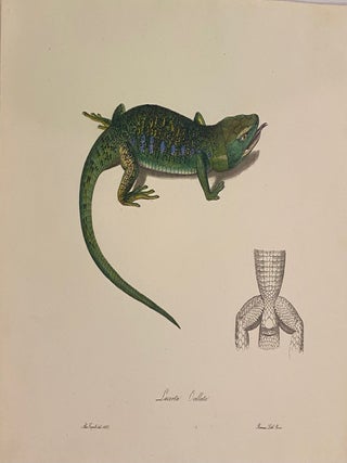 Item #307879 Lacerta Ocellata. Carlo L. Principe BONAPARTE