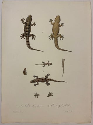 Item #307881 1. Ascalabotes Mauritanicus 2. Hemidactylus Triedrus. Carlo L. Principe BONAPARTE