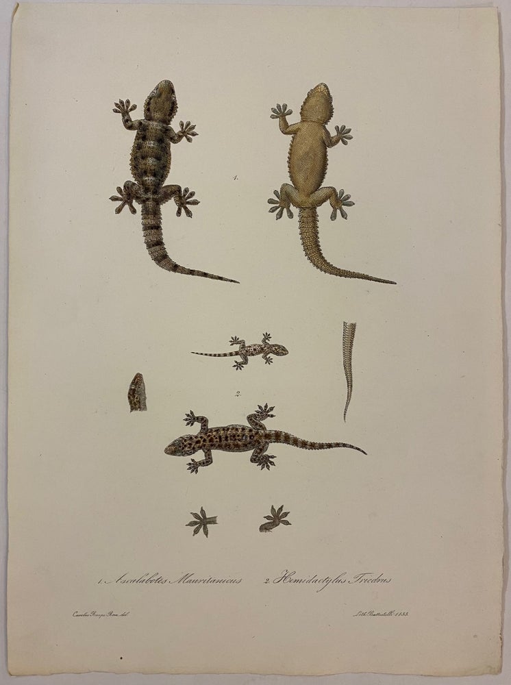 Item #307881 1. Ascalabotes Mauritanicus 2. Hemidactylus Triedrus. Carlo L. Principe BONAPARTE.