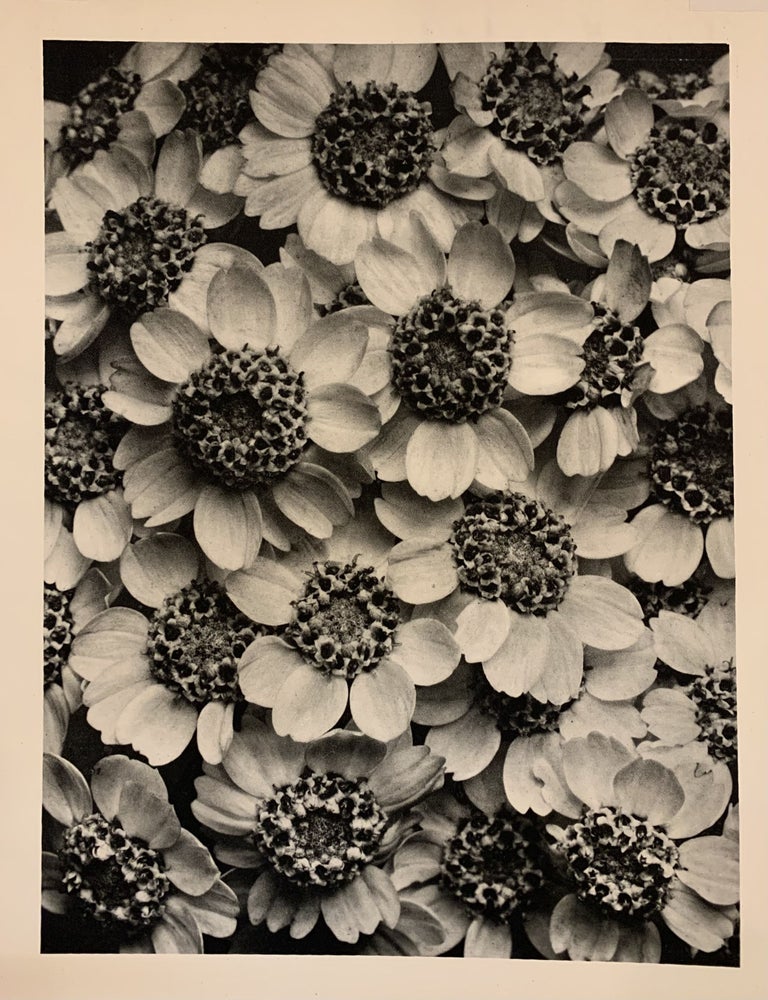 Item #310747 Achillea Clypeolata (Yellow yarrow) Plate 119. Karl BLOSSFELDT.