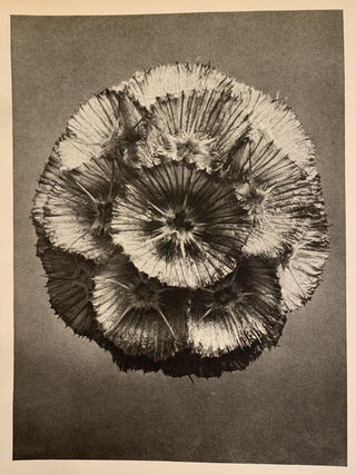 Item #310750 Parmelia conspersa. Parmelia. Enlarged 11x. (Plate 69). Karl BLOSSFELDT