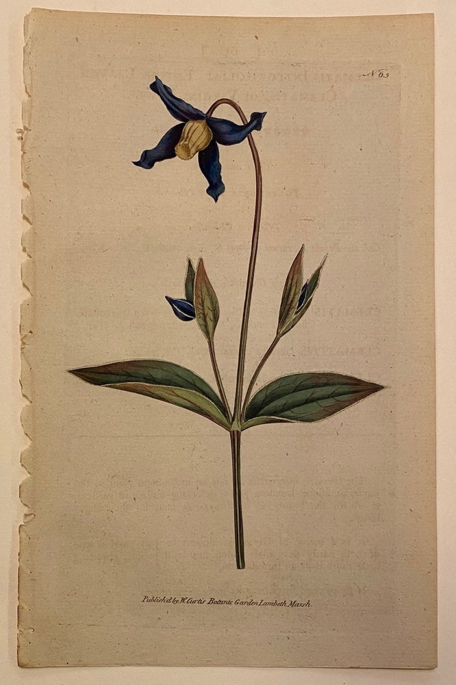 Item #311416 N. 65 (Clematis Integrifolia. Entire-Leaved Clematis, or Virgins-Bower.). William CURTIS.