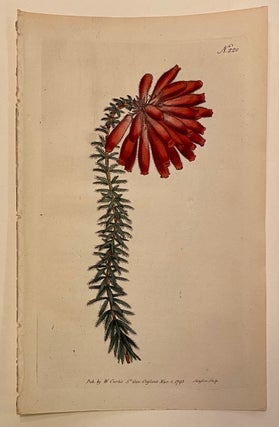 Item #311418 N. 220 (Erica Cerinthoides. Honeywort-Flower'd Heath.). William CURTIS