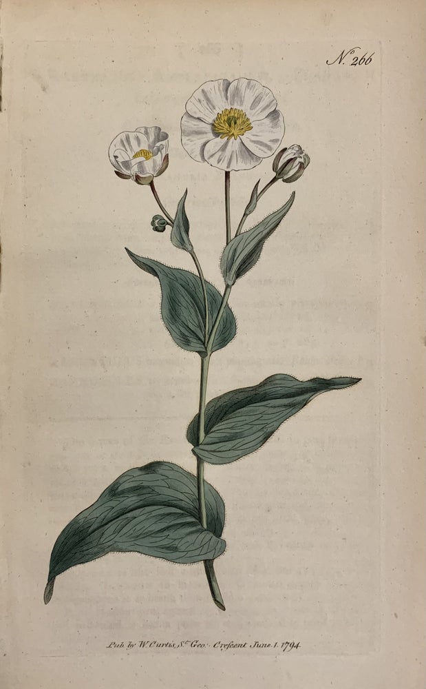 Item #312610 N. 266 (Ranunculus Amplexicaulis). William CURTIS.