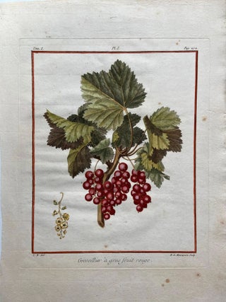 Item #313096 Groseillier a gros fruit rouge P. 272. Henri-Louis Duhamel du MONCEAU