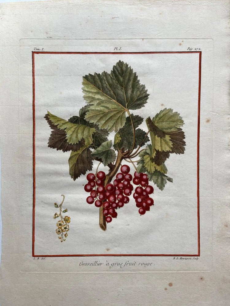 Item #313096 Groseillier a gros fruit rouge P. 272. Henri-Louis Duhamel du MONCEAU.