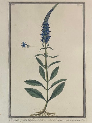 Item #313531 Veronica spicata, latifolia. Giorgio BONELLI