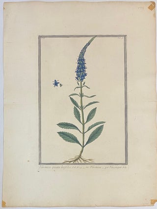 Veronica spicata, latifolia