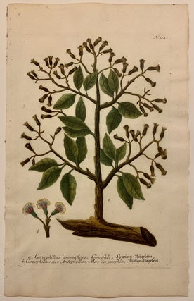 Item #316598 Caryophillus aromaticus; {Cloves!}. Johann Wilhelm WEINMANN