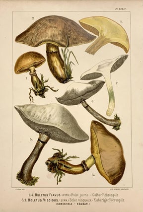 Item #319187 Boletus Flavus. Boletus Viscidus. Fritz LEUBA