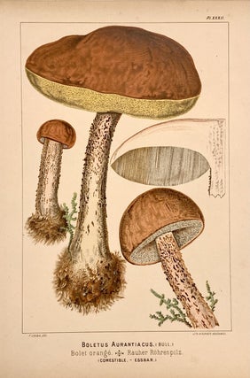Item #319188 Boletus Aurantiacus. Fritz LEUBA