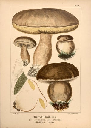 Item #319189 Boletus Edulis. Fritz LEUBA