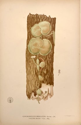 Item #319323 Conchophyllum Imbricatum. Francisco Manuel BLANCO