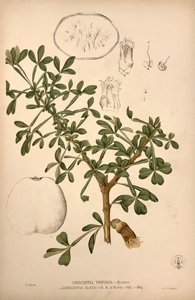 Item #319570 Crescentia Trifolia. Francisco Manuel BLANCO