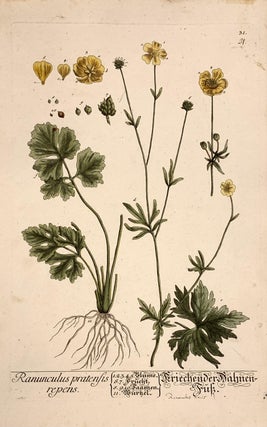 Item #319577 Ranunculus Pratensis Repens. Elizabeth BLACKWELL