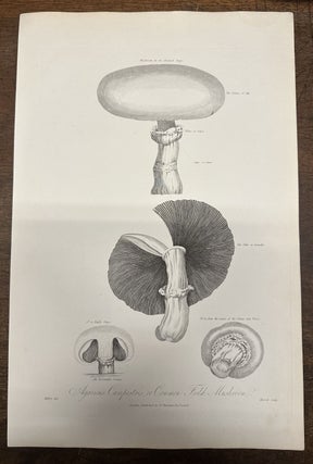 Item #319895 Anatomy of the Sarracenia or Pitcher Plant. Robert James THORNTON