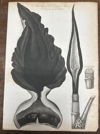 Item #319896 Anatomy of the Dragon Arum. Robert John THORNTON