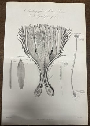 Item #319897 Anatomy of the Night-blowing Cereus or Cactus Grandiflora of Linnaeus. Robert James...