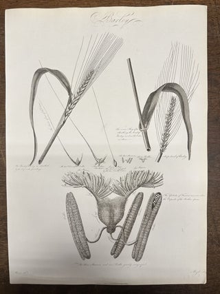 Item #319898 Barley. Robert John THORNTON