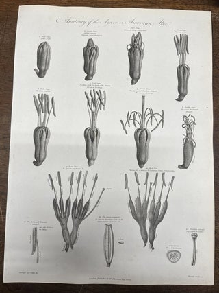 Item #319900 Anatomy of the Agave or American Aloe. Robert John THORNTON