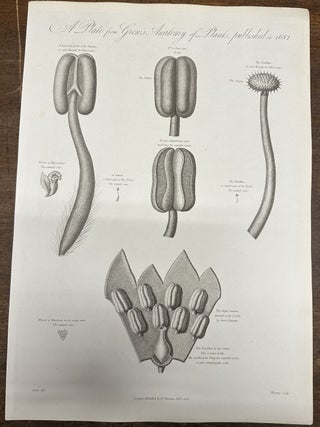 Item #319903 A Plate from Grews Anatomy of Plants. Robert John THORNTON