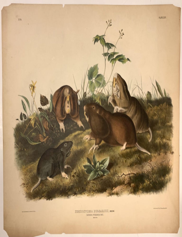 Item #320887 Pseudostoma Bursarius (Canada Pouched Rat) [Plate 44]; Canada Pouched Rat. John James AUDUBON.