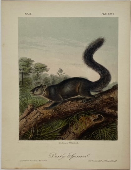 Item #321622 Dusky Squirrel [Plate 117]. John James AUDUBON.