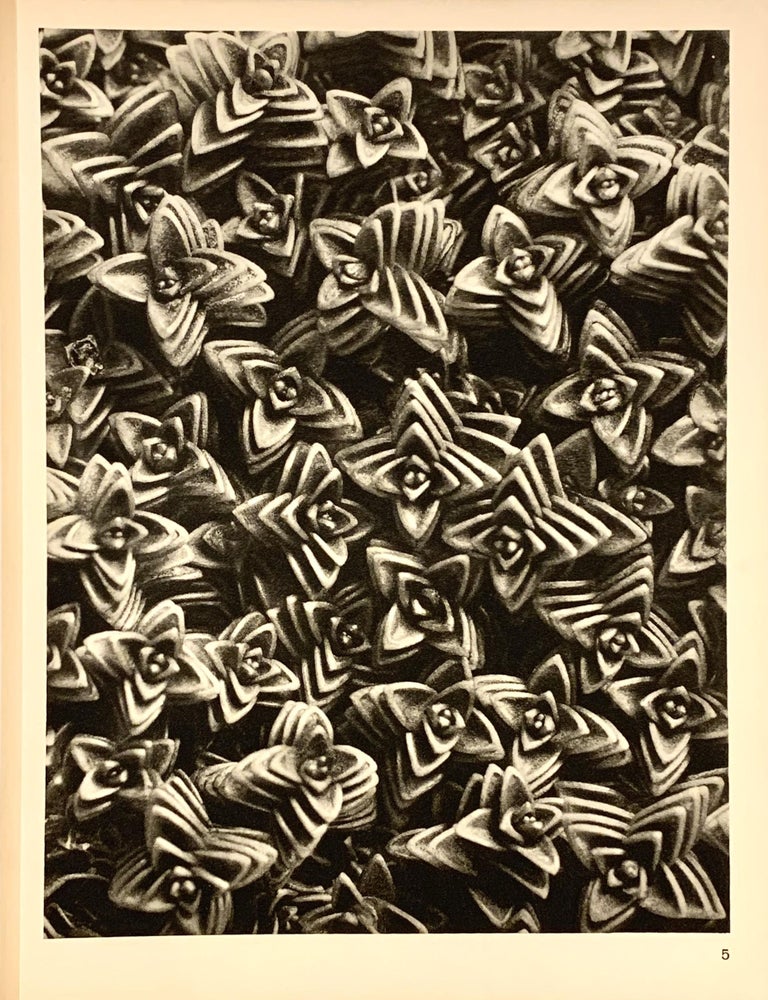 Item #321956 Arenaria Tetraquetra, Sandwort. Plate 5. Enlarged 10x. Karl BLOSSFELDT.