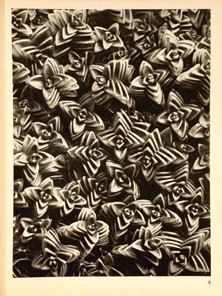 Item #321956 Arenaria Tetraquetra, Sandwort. Plate 5. Enlarged 10x. Karl BLOSSFELDT