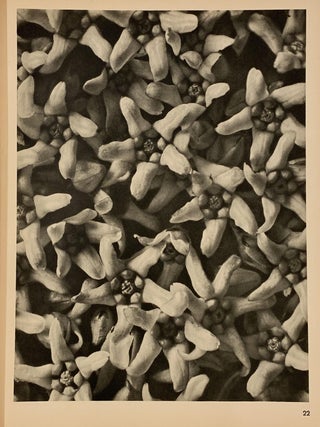 Item #321958 Vincetoxicum album, Swallow-wort. Plate 22. Englarged 10x. Karl BLOSSFELDT