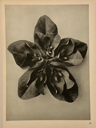 Item #321959 Euphorbia helioscopia, wolf's milk. Plate 27. Enlarged 5x. Karl BLOSSFELDT
