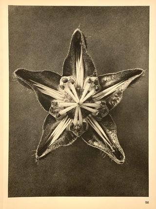 Item #321961 Cajophora lateritia, Chile Nettle. Plate 56. Enlarged 7x. Karl BLOSSFELDT