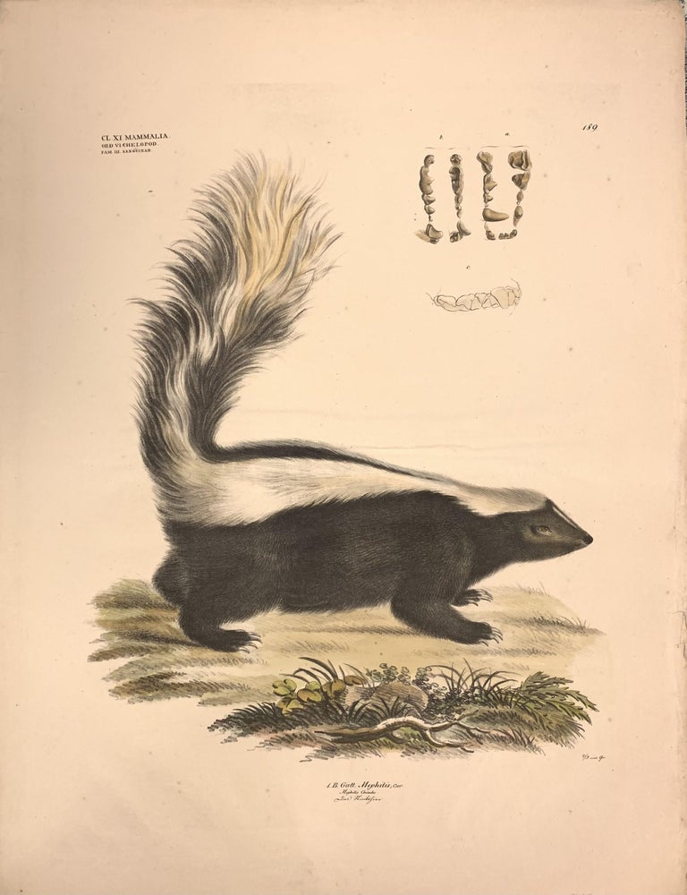 Item #322393 1. B. Gatt. Mephitis, Cuv. Plate 189.; [Skunk]. Georg August GOLDFUSS.