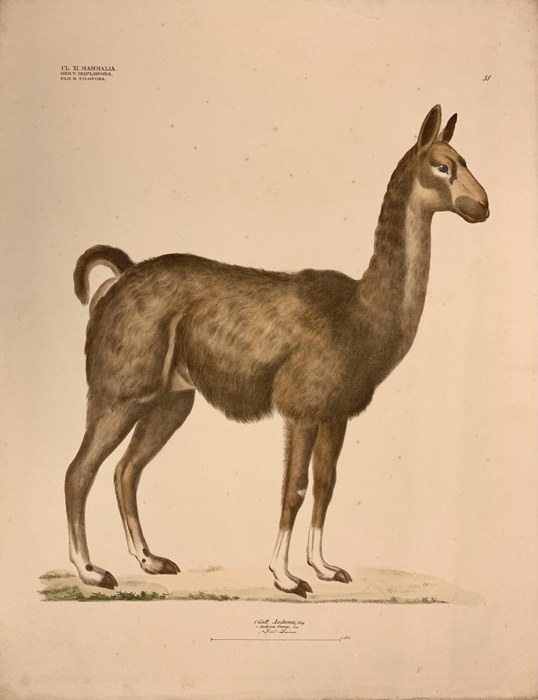 Item #322398 1. Gatt. Auchenia, Illig. Plate 51. Georg August GOLDFUSS.