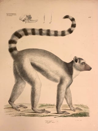 Item #322399 2. Gatt. Lemur, L. Plate 142. Georg August GOLDFUSS