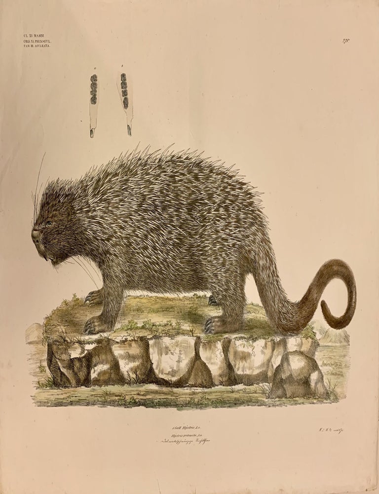 Item #322400 1. Gatt. Hystrix, Lin. Plate 275. Georg August GOLDFUSS.