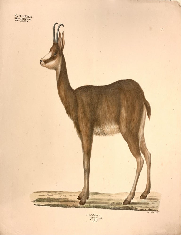 Item #322402 4. Gatt. Antilope, Pall. Plate 50. Georg August GOLDFUSS.