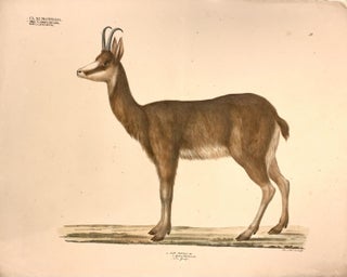 Item #322402 4. Gatt. Antilope, Pall. Plate 50. Georg August GOLDFUSS
