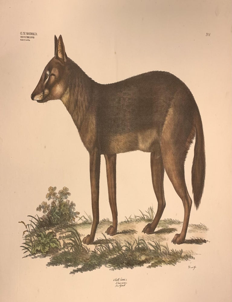 Item #322403 4. Gatt. Canis, L. Plate 201. Georg August GOLDFUSS.
