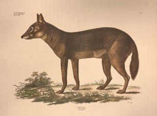 Item #322403 4. Gatt. Canis, L. Plate 201. Georg August GOLDFUSS