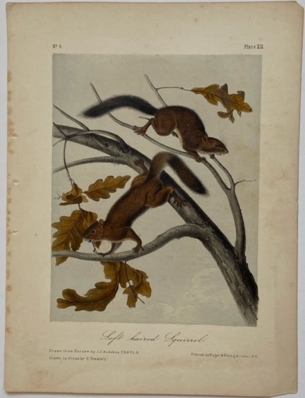 Item #324398 Soft Haired Squirrel [Plate 19]. John James AUDUBON.