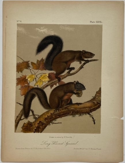 Item #324400 Long Haired Squirrel [Plate 27]. John James AUDUBON.