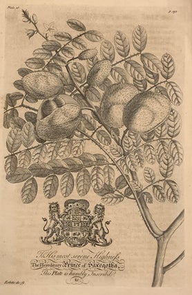 Item #325655 The Horse-Nicker or Chick-Stone Tree - plate 18 from A Natural History of Barbados....