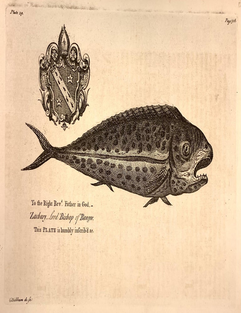 Item #325661 The Dolphin - plate 29 from A Natural History of Barbados. George Dionysius EHRET.