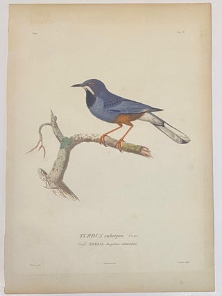 Item #325904 TURDUS rubripes. Tem. Vulg. ZORZAL de patas coloradas. Eduoard TRAVIES