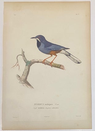 Item #325904 TURDUS rubripes. Tem. Vulg. ZORZAL de patas coloradas. Eduoard TRAVIES
