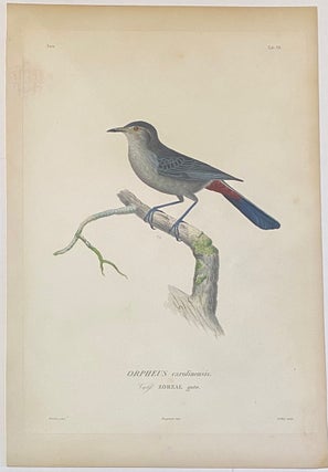 Item #325906 ORPHEUS carolinensis. Volg. ZORZAL gato. Edouard TRAVIES