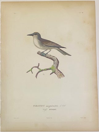Item #325920 TYRANNUS magnirostris. d'Orb. Vulg. PITIRRE. Edouard TRAVIES