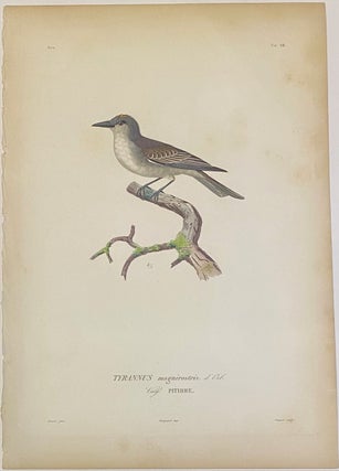 Item #325920 TYRANNUS magnirostris. d'Orb. Vulg. PITIRRE. Edouard TRAVIES