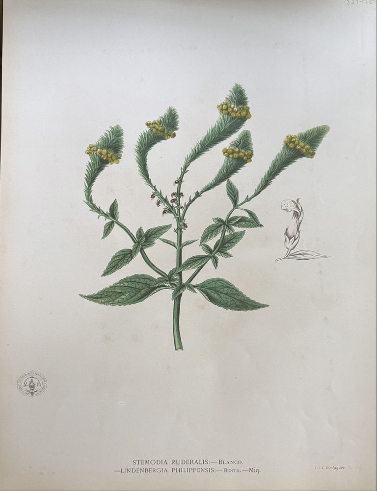 Item #327475 Stemodia Ruderalis. Francisco Manuel BLANCO.